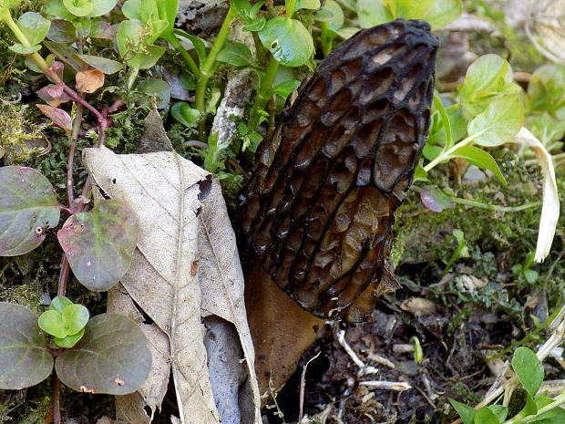 smrčok hybridný Morchella semilibera DC.