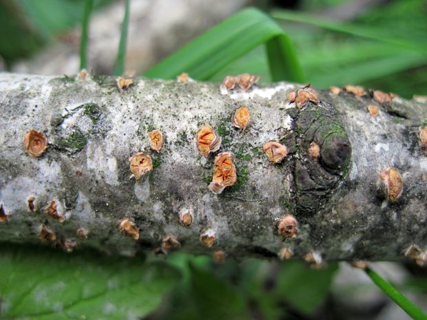 hlivka červená Nectria cinnabarina (Tode) Fr.