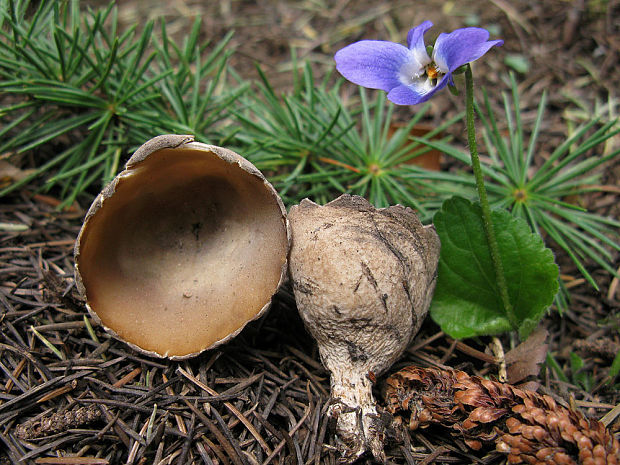 Neournula pouchetii (Berthet & Riousset) Paden