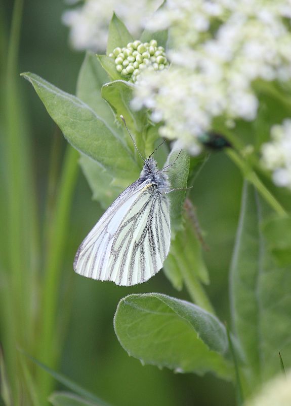 mlynárik repkový  Pieris napi