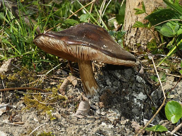 štítovka jelenia Pluteus cervinus (Schaeff.) P. Kumm.