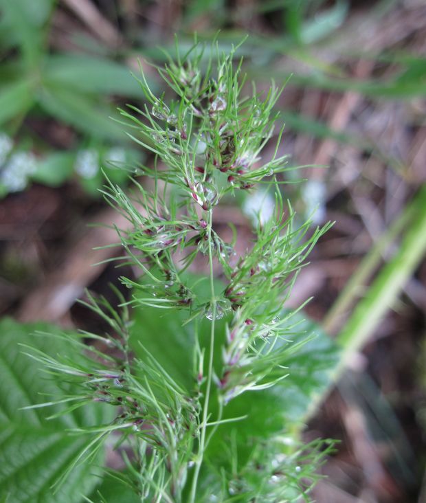 lipnica cibuľkatá Poa bulbosa L.