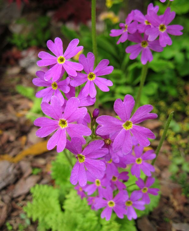 prvosienka Primula saxatilis Kom.