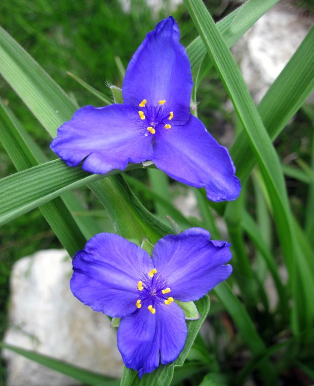 tradeskancia virgínska Tradescantia virginiana L.