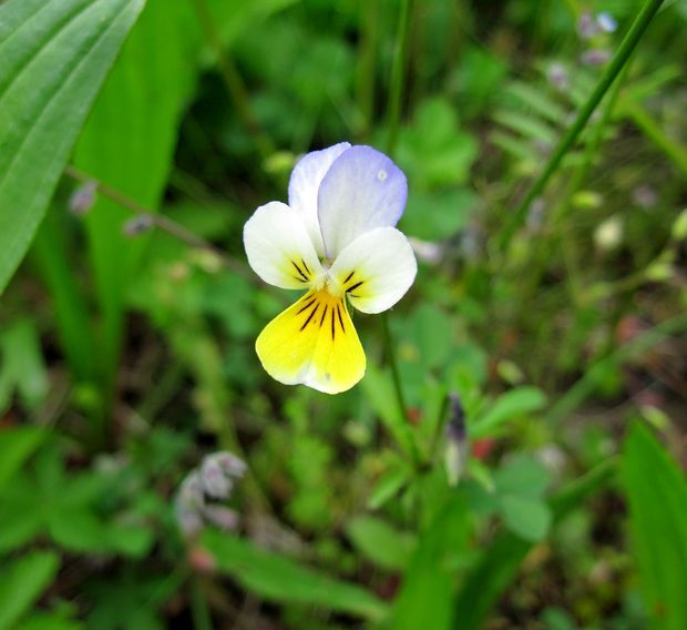 fialka trojfarebná Viola tricolor L. emend. F. W. Schmidt