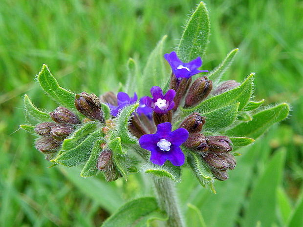 smohla lekárska Anchusa officinalis L.