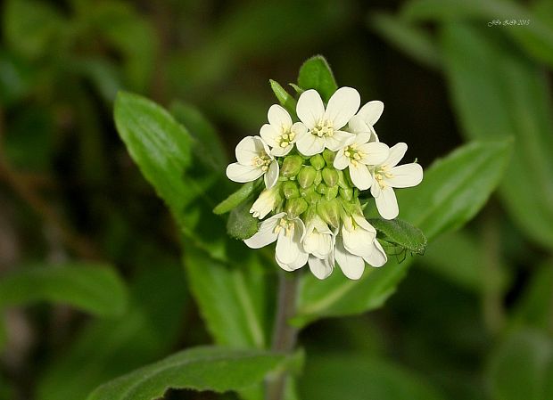 arábka ovisnutá Arabis turrita L.