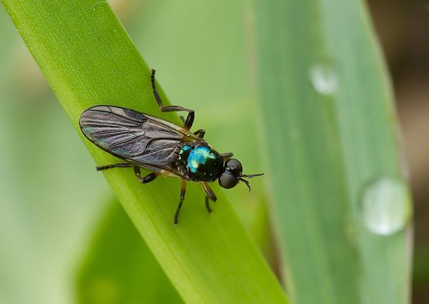 bránivka Beris geniculata