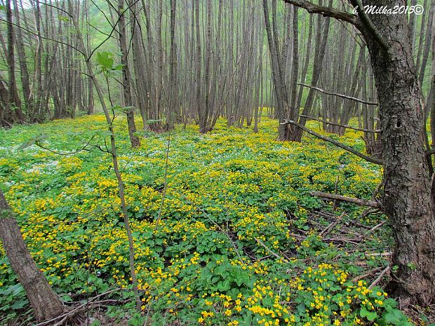 záružlie močiarne - biotop Caltha palustris L.