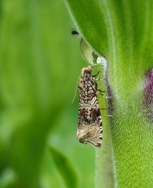 obaľovač kalužinový Celypha lacunana