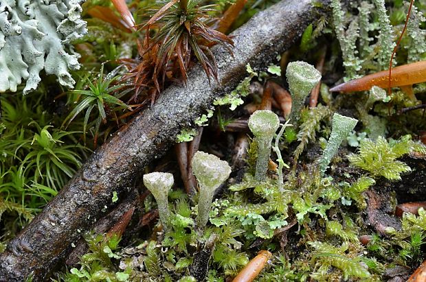 dutohlávka riasnatá Cladonia fimbriata (L.) Fr.