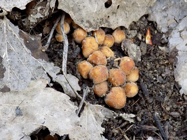 hnojník ligotavý Coprinellus micaceus (Bull.) Vilgalys, Hopple & Jacq. Johnson