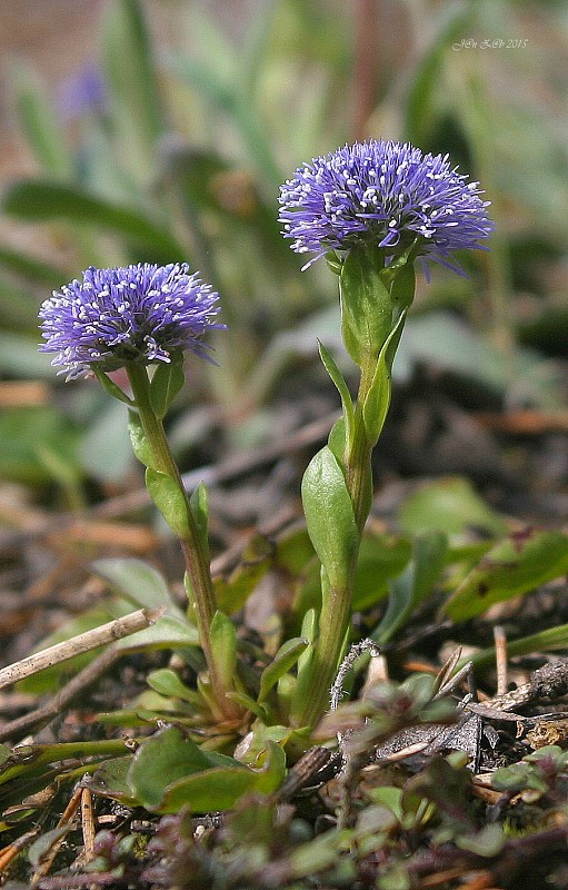 guľôčka bodkovaná Globularia punctata Lapeyr.