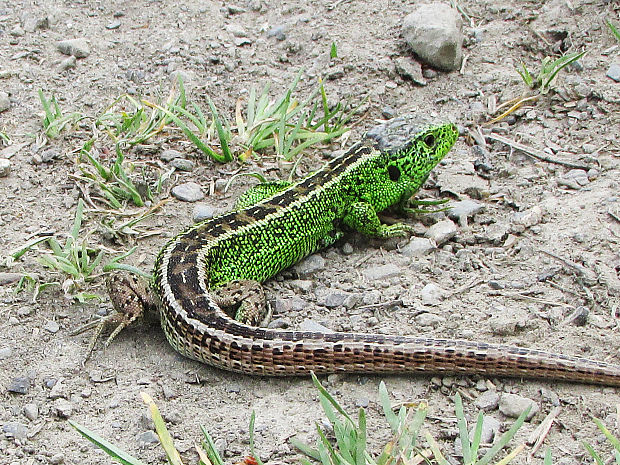 ještěrka obecná, M Lacerta agilis