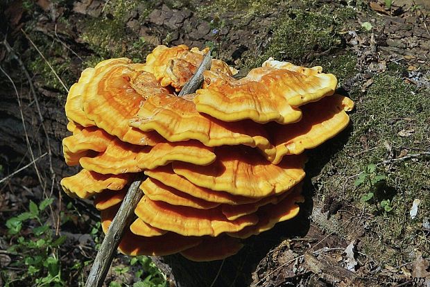 sírovec obyčajný Laetiporus sulphureus (Bull.) Murrill