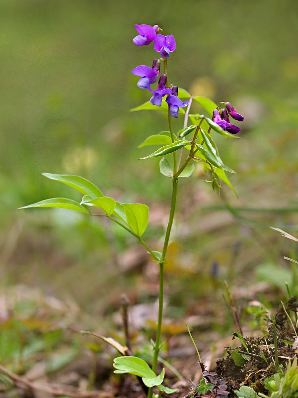 hrachor jarný Lathyrus vernus (L.) Bernh.