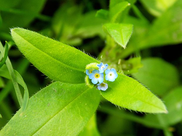 nezábudka riedkokvetá Myosotis sparsiflora Mikan ex Pohl