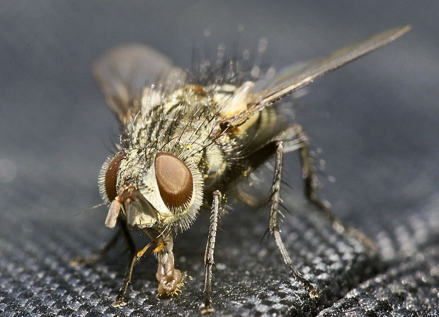 bystruša Parasetigena silvestris (Tachinidae)