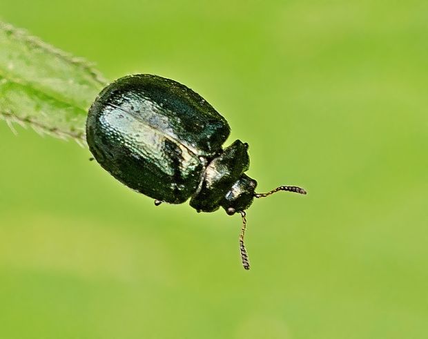 liskavka Plagiodera versicolora