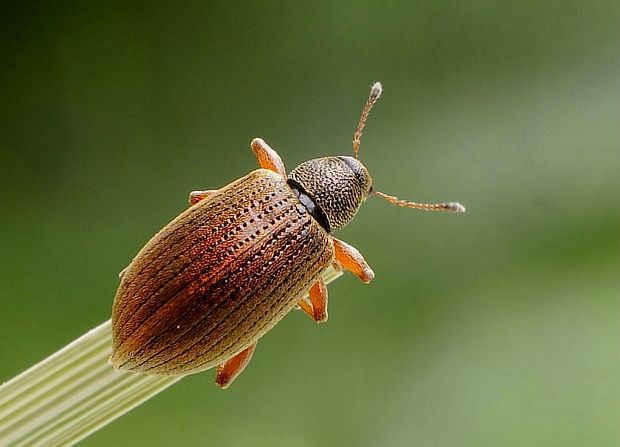 šupináčik krový Polydrusus mollis