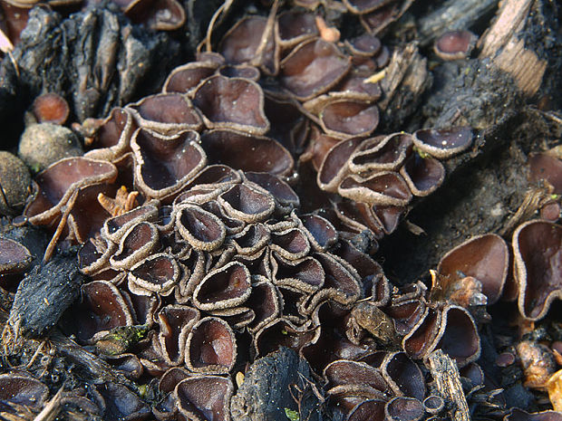 chlpanka Pseudombrophila porcina (Svrček & Kubička) Brumm.