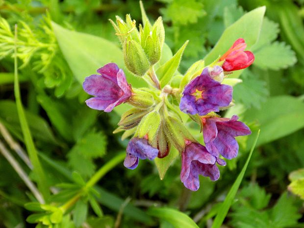 pľúcnik Pulmonaria sp.