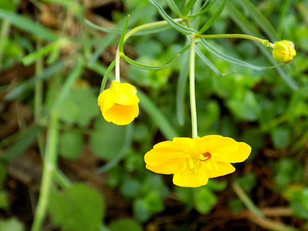 iskerník Ranunculus sp.