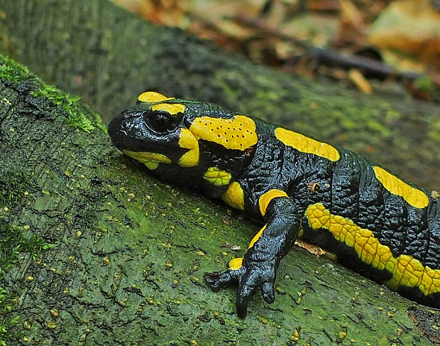 salamandra škvrnitá Salamandra salamandra