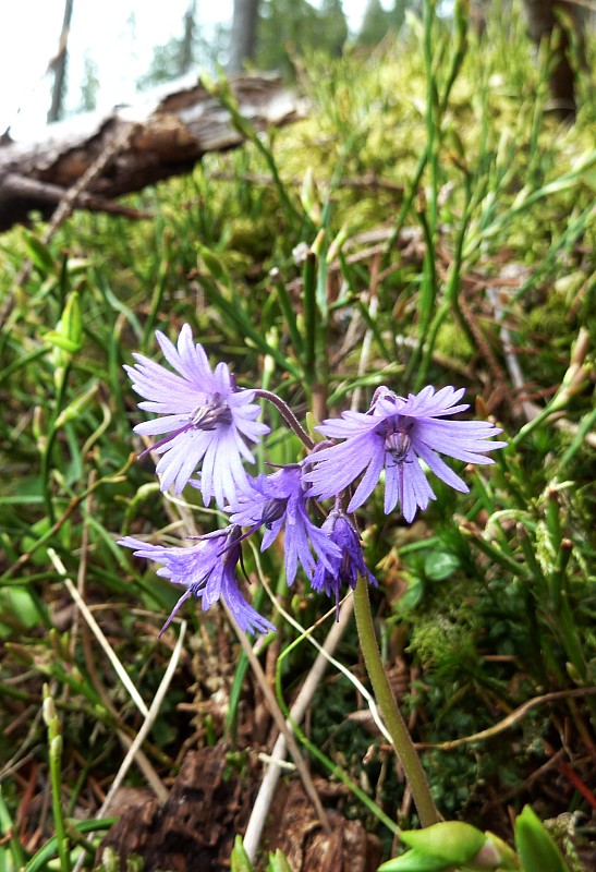 soldanelka karpatská Soldanella carpatica Vierh.