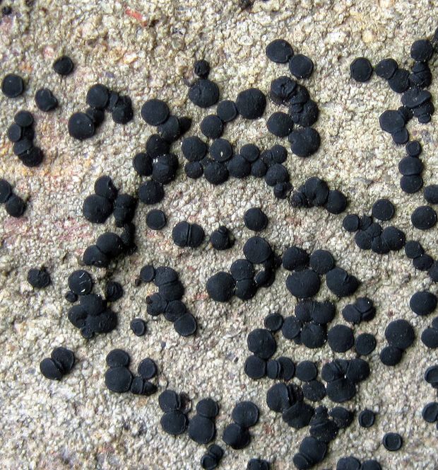 buélia bodkovaná Amandinea punctata