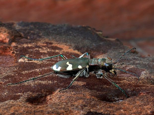 svižník hôrny (sk) / svižník lesomil (cz) Cicindela sylvicola Dejean in Latreille et Dejean, 1822