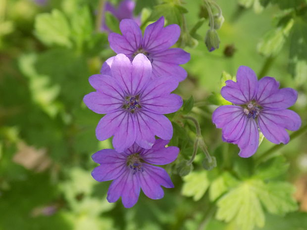 pakost pyrenejský Geranium pyrenaicum