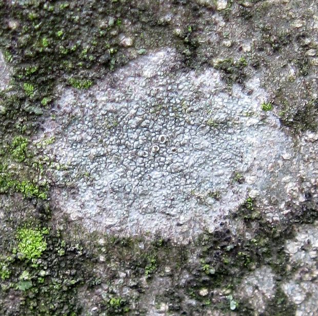 lekanora hrabová Lecanora carpinea (L.) Vain.