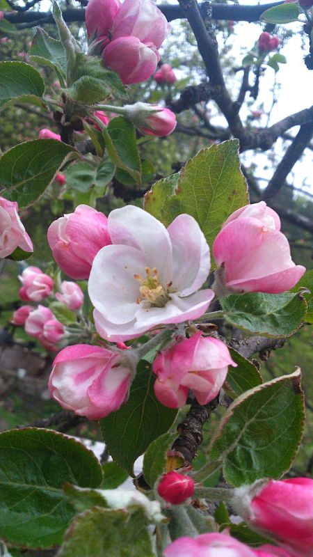 jabloň domáca Malus domestica Borkh.