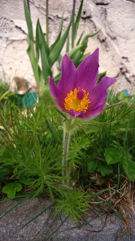 poniklec ? Pulsatilla sp.