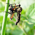 krúživka Empis (Polyblepharis) opaca (Diptera, Empididae), samec s korisťou