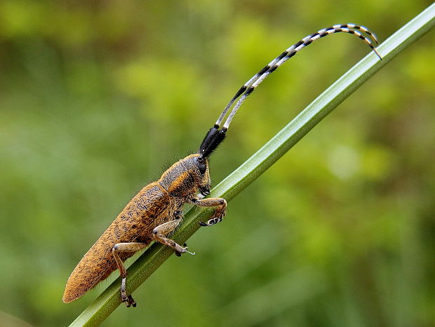 vrzúnik úzkoštíty  Agapanthia villosoviridescens