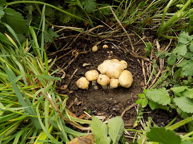 čírovnica májová Calocybe gambosa (Fr.) Donk