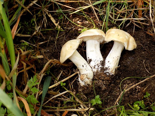 čírovnica májová Calocybe gambosa (Fr.) Donk