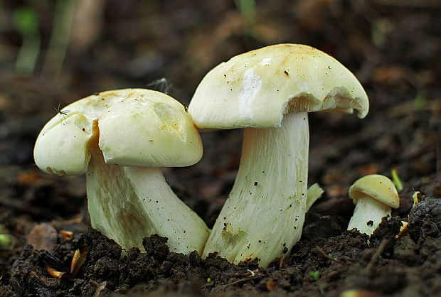 čírovnica májová Calocybe gambosa (Fr.) Donk