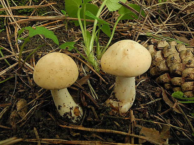 čírovnica májová Calocybe gambosa (Fr.) Donk