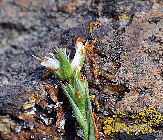 májka Coleoptera, Meloidae