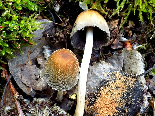 hnojník Coprinus sp.