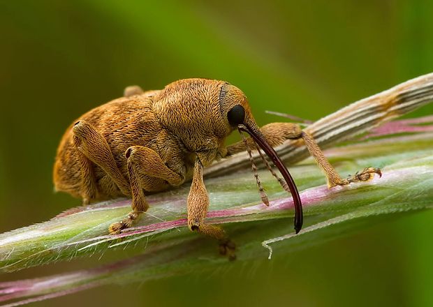 . Curculio venosus