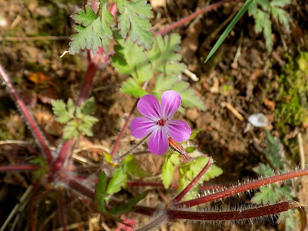 pakost smradľavý Geranium robertianum L.