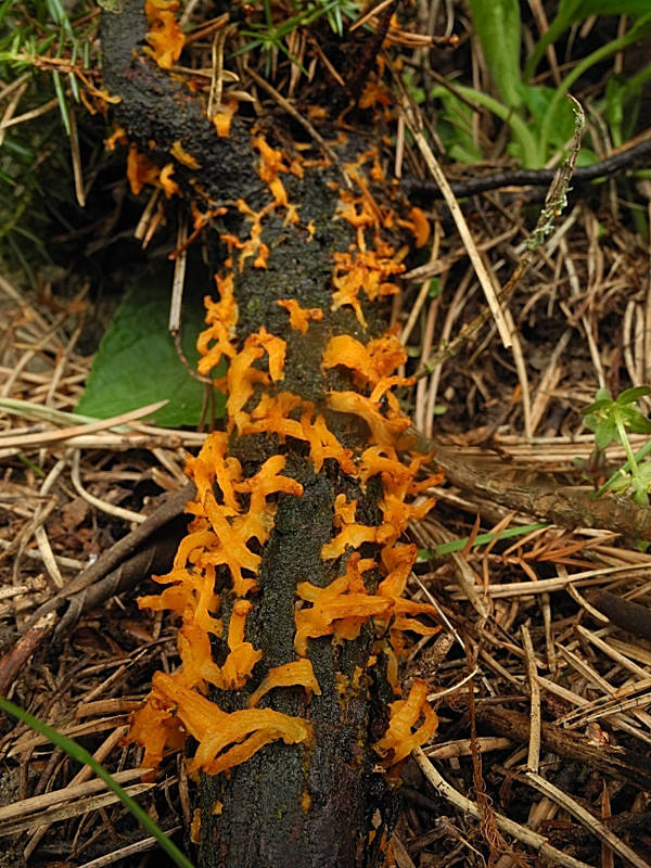 hrdzavka hlohová Gymnosporangium clavariiforme (Wulfen) DC.