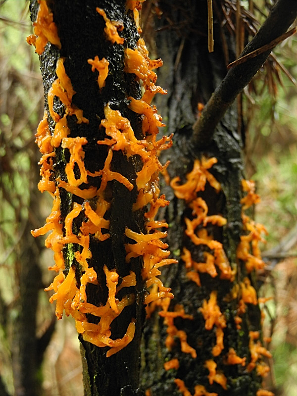 hrdzavka hlohová Gymnosporangium clavariiforme (Wulfen) DC.