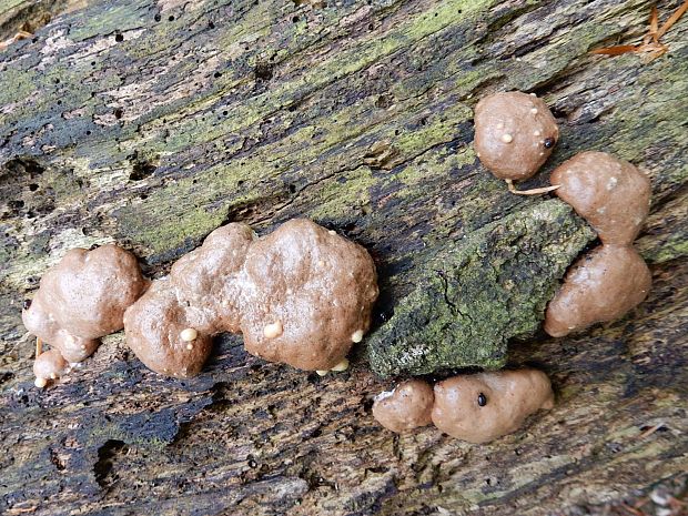 vlčinka Lycogala sp.