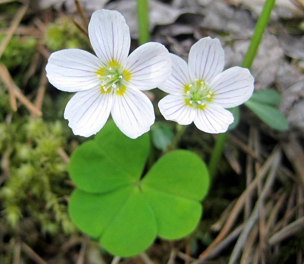 kyslička obyčajná Oxalis acetosella L.