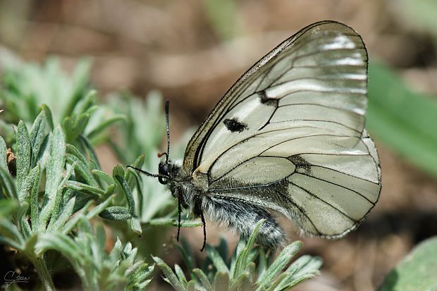 jasoň chochlačkový Parnassius mnemosyne Linnaeus, 1758